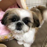 あずき