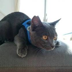 イオン狭山店犬猫里親会 サムネイル2