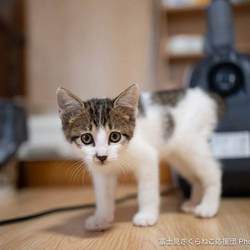 イオン狭山店犬猫里親会 サムネイル3