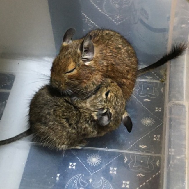 ぱてぃ★のカバー写真