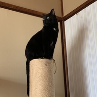 ネロ