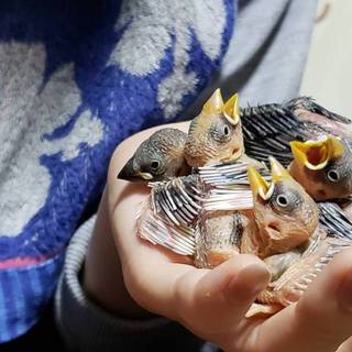 文鳥のヒナ4匹 里親募集