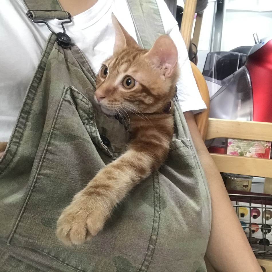 ミエルのカバー写真