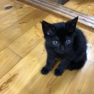 生後3週間の真っ黒の子猫ちゃん！