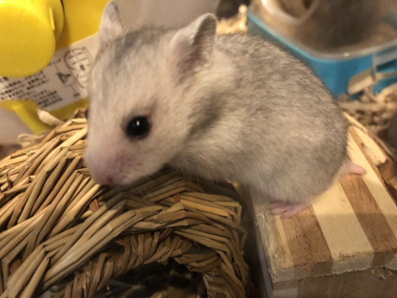 ゴールデンハムスター赤ちゃん里親様募集です。 サムネイル1