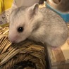 ゴールデンハムスター赤ちゃん里親様募集です。 サムネイル1