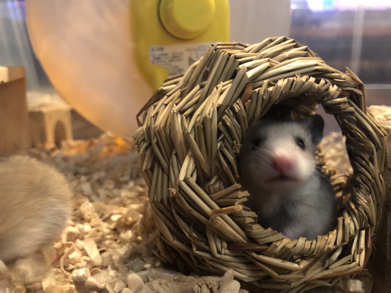 ゴールデンハムスター赤ちゃん里親様募集です。 サムネイル2