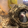 ゴールデンハムスター赤ちゃん里親様募集です。 サムネイル2