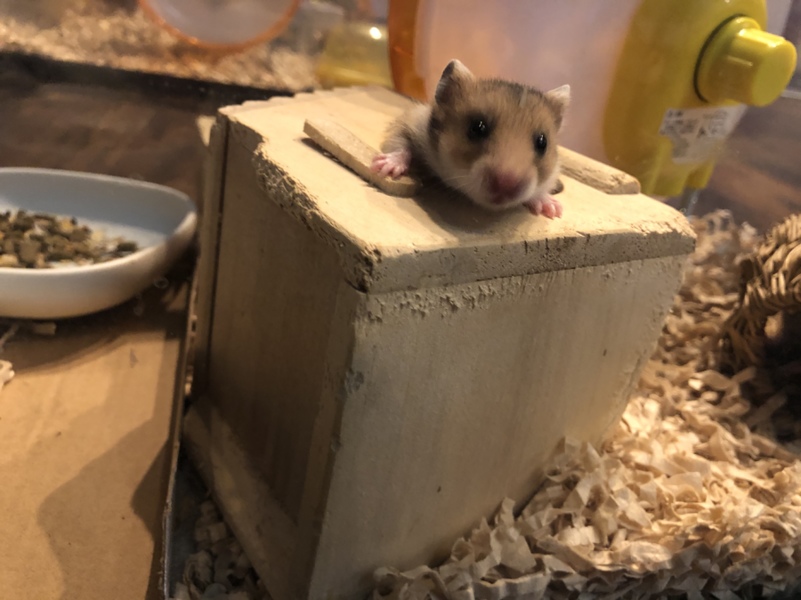 ゴールデンハムスター赤ちゃん里親様募集です。 サムネイル3