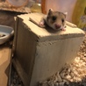 ゴールデンハムスター赤ちゃん里親様募集です。 サムネイル3