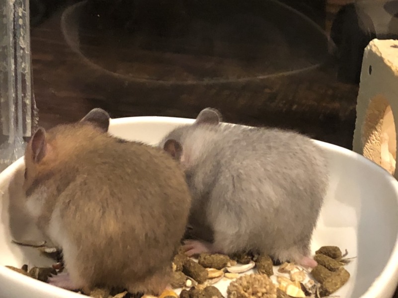 ゴールデンハムスター赤ちゃん里親様募集です。 サムネイル4