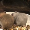 ゴールデンハムスター赤ちゃん里親様募集です。 サムネイル4