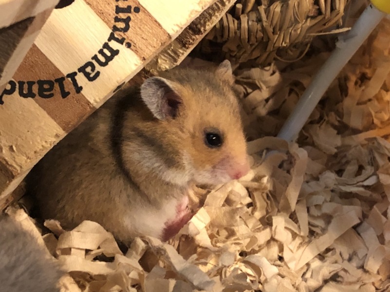 ゴールデンハムスター赤ちゃん里親様募集です。 サムネイル5