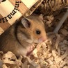 ゴールデンハムスター赤ちゃん里親様募集です。 サムネイル5