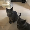 アトム&ネリー