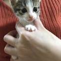 生後1ヶ月くらいの子猫の里親募集