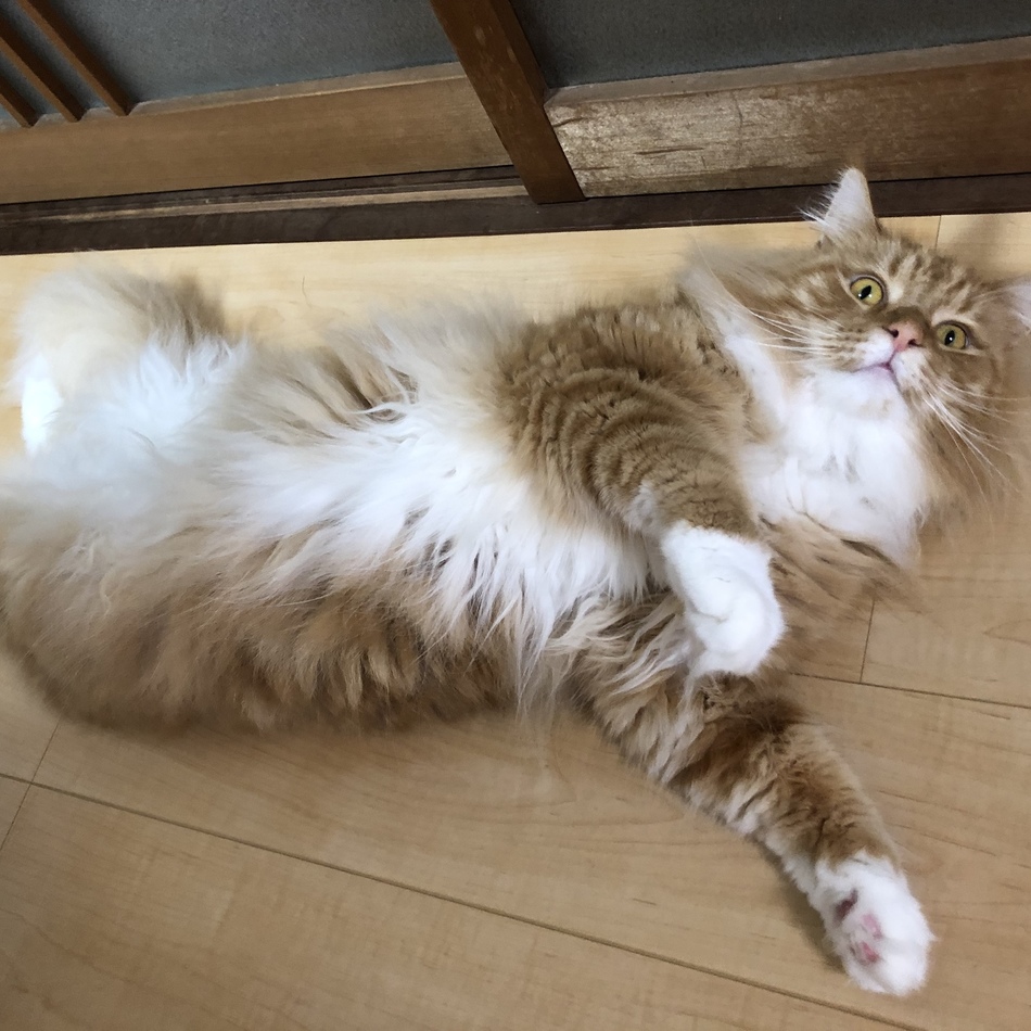 うにのカバー写真