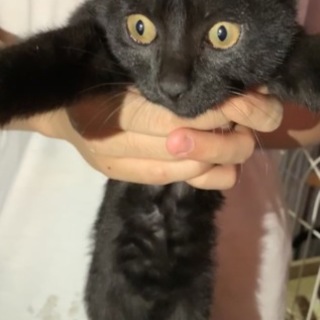 黒の男の子