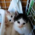 子猫２匹