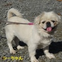 穏やかペキニーズさん