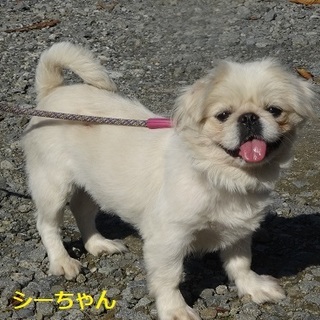 穏やかペキニーズさん