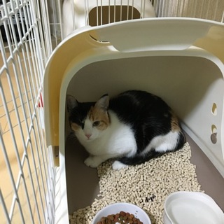 避妊済み 三毛猫ちゃん