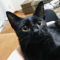 魔女の宅急便のジジみたいな黒猫ちゃん♡