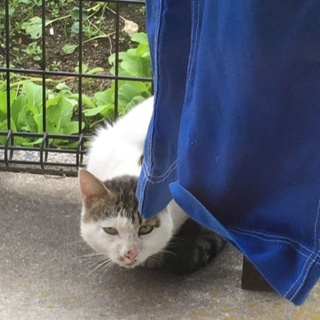 人懐っこい猫です
