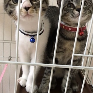 いい子達２匹です。