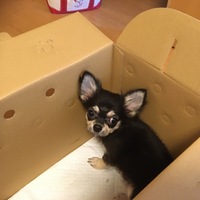 MILO