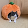 ぼたん