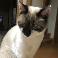 チャモ