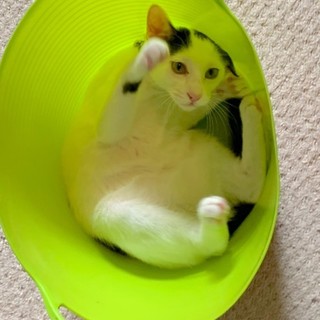 ☆頭にお海苔!!　甘えた膝乗り男子♪☆