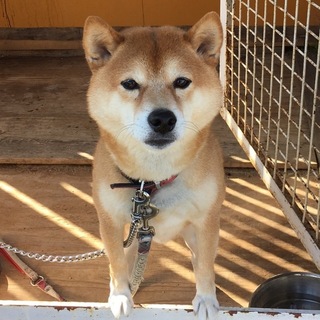 柴犬 オス 