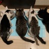 外猫が産んだ可愛い仔猫---A.イケメンのイチロー サムネイル3