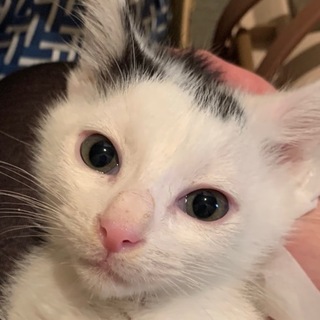 外猫が産んだ可愛い仔猫---A.イケメンのイチロー