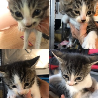 10/9うまれのトラ猫4兄妹　残り男の子1人です