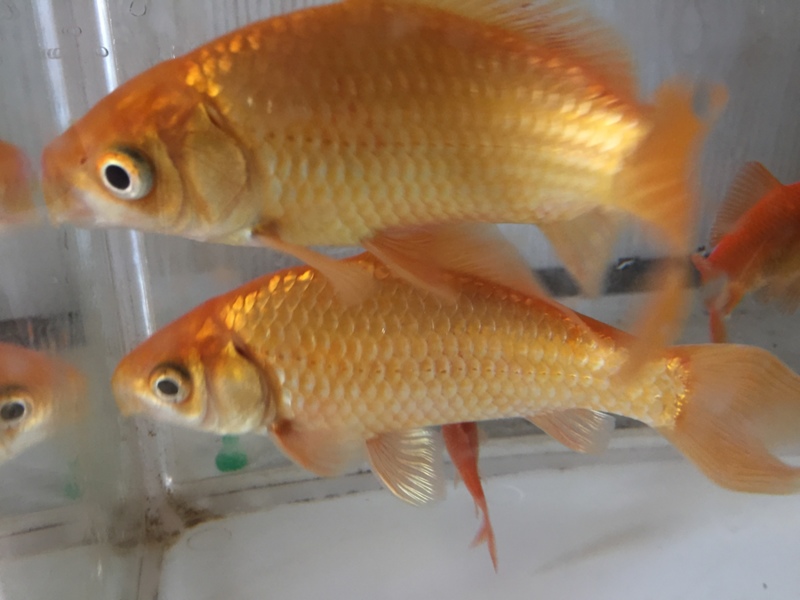 里親さんありがとうございます。 サムネイル3