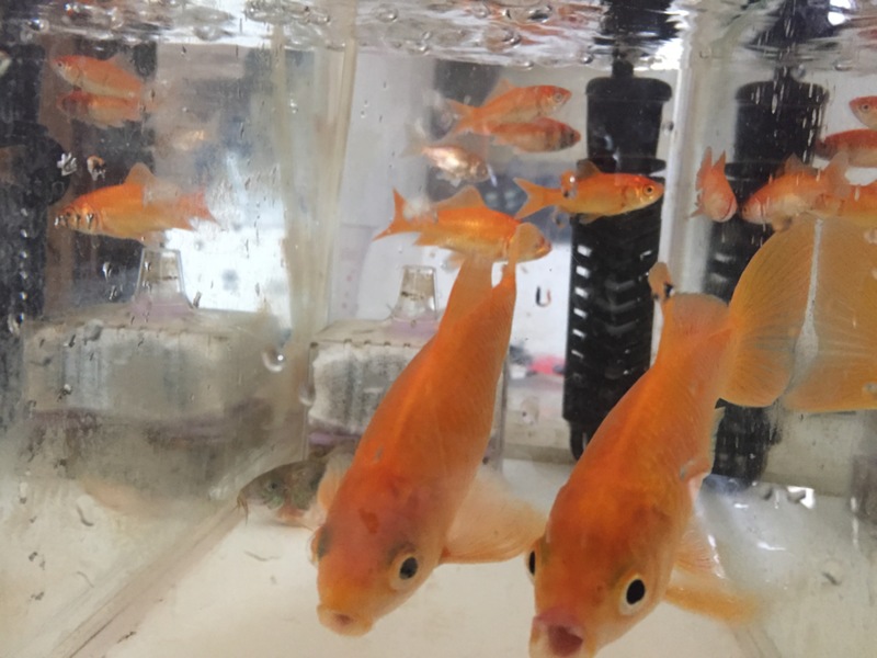 里親さんありがとうございます。 サムネイル6