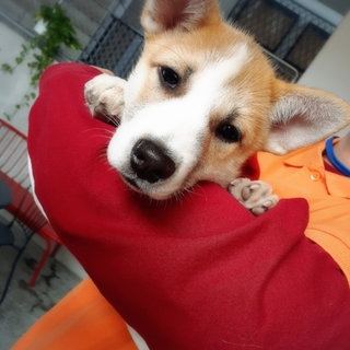 ありがとうございました