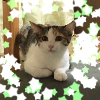 とても綺麗な三毛猫です