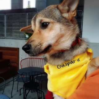 里親様決定しました！ありがとうございます。