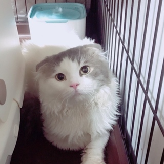 美しいグレーのスコティッシュホールド