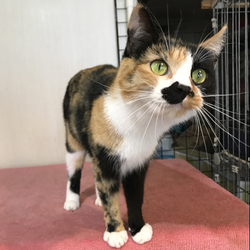 セキチュー上尾店犬猫譲渡会（室内）開催 サムネイル3