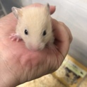 キンクマハムスター　ベビー　1匹