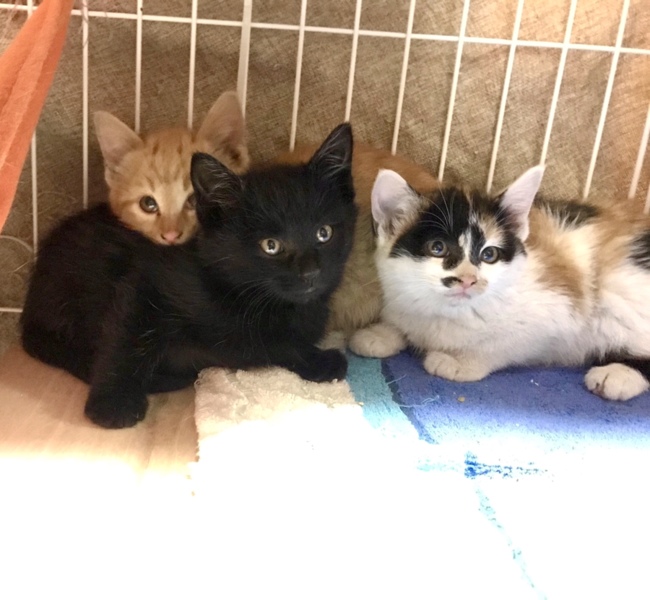 こけとらの兄弟 キジトラの こけとら