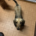 ダックス１歳