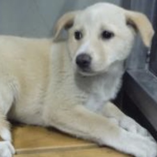 団体様より引き出し。子犬♀270