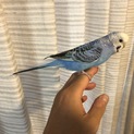 セキセイインコ（メス1歳）手乗りです。