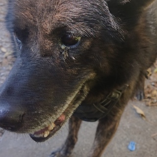 甲斐犬です ほとんど吠えない静かな犬です